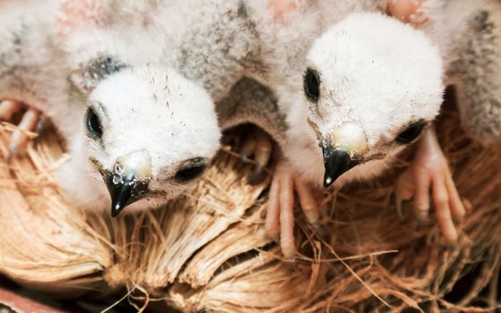 Two white baby bird, young falcon waiting food from mother, soft and selective focus