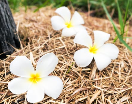 Plumeria on dry grass, selective focus, nature flower concept
