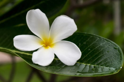 Plumeria on green leaf, white plumeria flowers on tree