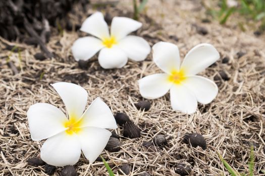 Plumeria on dry grass, selective focus