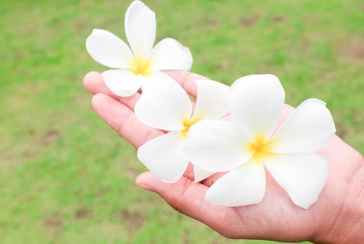 Plumeria on women's hand with blur green grass background, soft and blur focus
