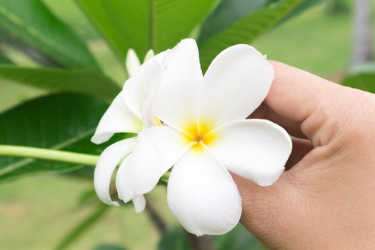 women's  hand hold plumeria , soft and blur focus