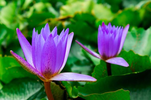 Purple color lotus flowers on the pond, Nature flower