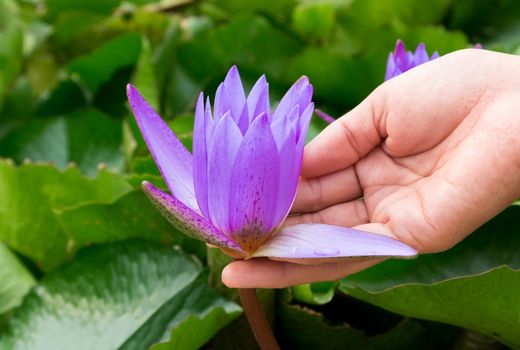 Hand hold purple color lotus flowers on the pond