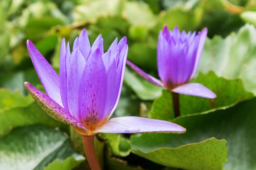 Purple color lotus flowers on the pond