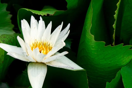 White lotus color flowers on the pond, Nature flower concept