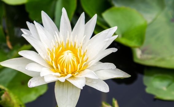 White lotus color flowers on the pond