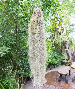 Spanish moss tree on the garden