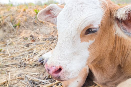 Closeup face young calf one week old, selective focus