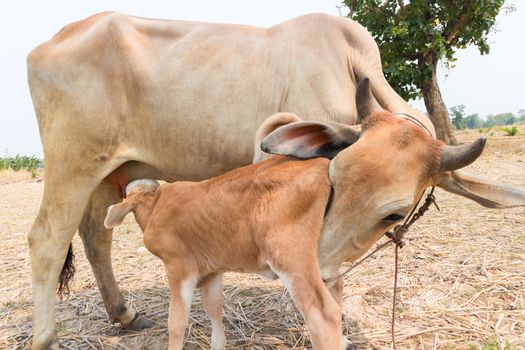 Calf suckling milk from mom, selective focus