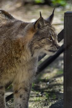 Lynx in its enclosure in a park in the north of France