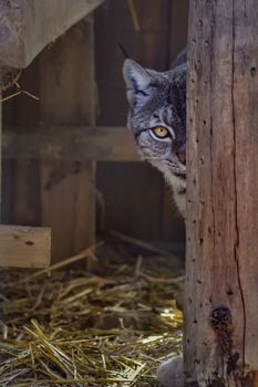 Lynx half hidden by a wooden beam in its enclosure in a park in the north of France