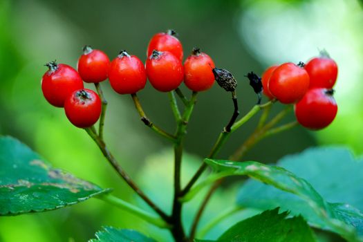 Small red berries on a green plant in summer.