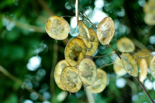 Small round brown leaves on a dark plant in summer.