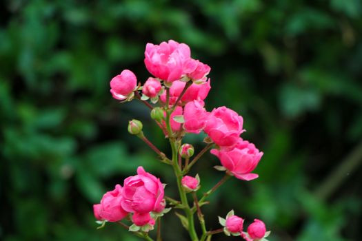Small pink flowers on beautiful plant in summer.
