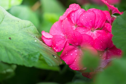 The background image of the colorful flowers, background nature