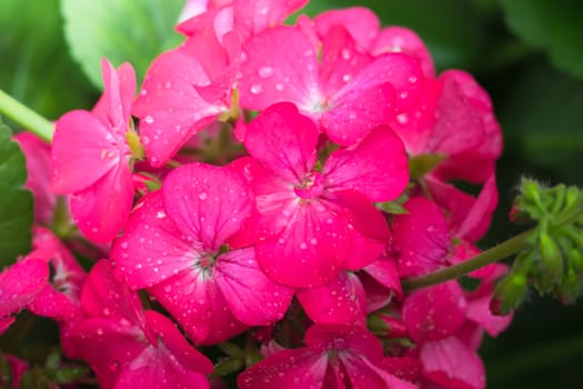 The background image of the colorful flowers, background nature