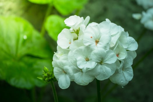 The background image of the colorful flowers, background nature