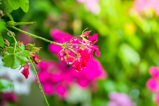 The background image of the colorful flowers, background nature