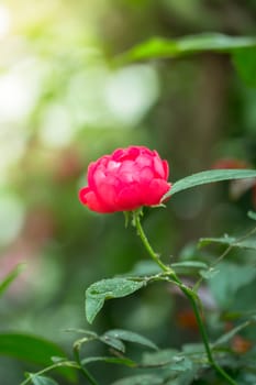 The background image of the colorful flowers, background nature