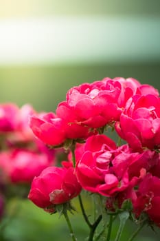 The background image of the colorful flowers, background nature