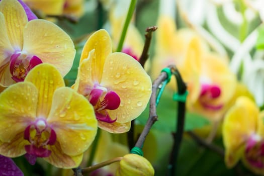 The background image of the colorful flowers, background nature