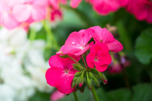 The background image of the colorful flowers, background nature