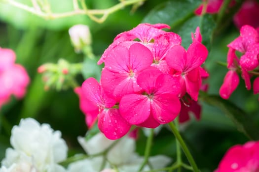 The background image of the colorful flowers, background nature