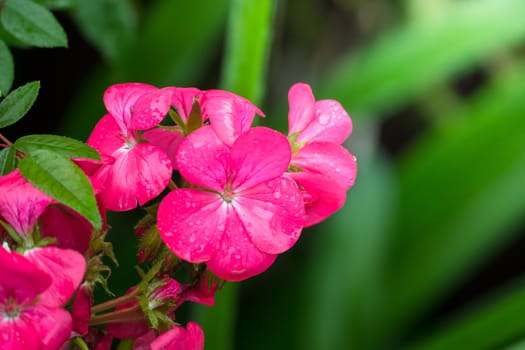 The background image of the colorful flowers, background nature