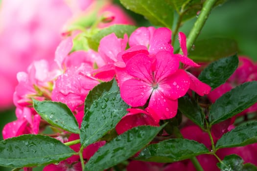 The background image of the colorful flowers, background nature