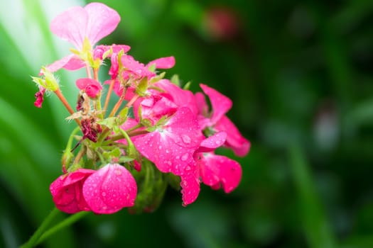 The background image of the colorful flowers, background nature