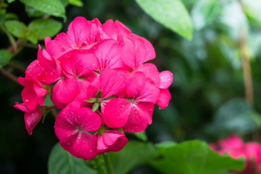 The background image of the colorful flowers, background nature