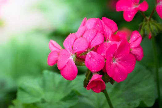 The background image of the colorful flowers, background nature