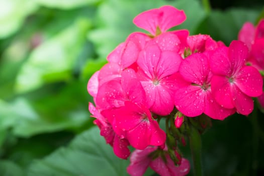 The background image of the colorful flowers, background nature