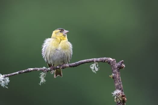 A juvenile female siskin with fluffled out ruffled feathers perched on a branch looking alert to the right with space for text