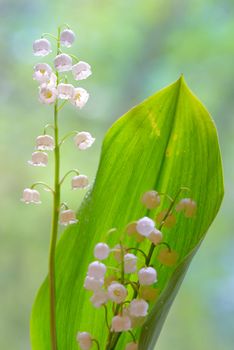 lilies of the valley flowers isolated in nature