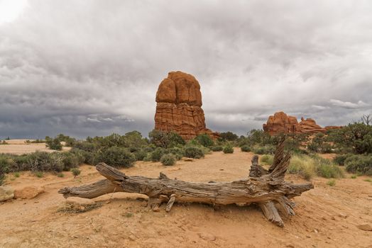 Ancient dead Juniper tree Arches National Park Moab Utah