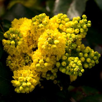 close-up Portrait of a yellow common mahonia, one of the first springtime blossoming plants in germany