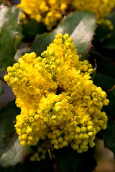 close-up Portrait of a yellow common mahonia, one of the first springtime blossoming plants in germany