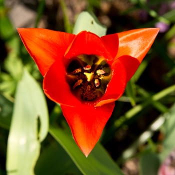 close-up portrait of a red blossoming spring flower, one of the first springtime blossoming plants in germany