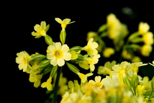 Close-Up Portrait of a blossoming true Oxlip, one of the first springtime blossoming plants in germany