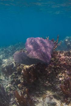 Giant coral fan being moved the water current