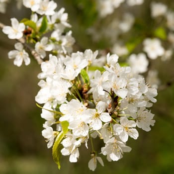 close-up portrait of the blossoming of a japanese flowering cherry, one of the first springtime blossoming plants in germany