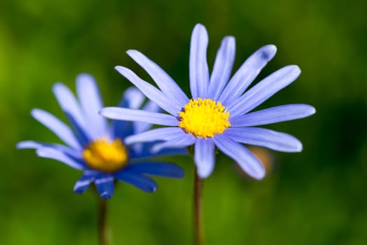 Close-up portrait of a blossoming blue flower - summer flower seen in germany