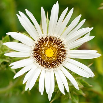 Close-up portrait of a white blossoming flower - summer flower seen in germany
