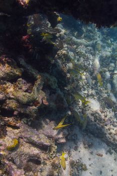 French grunt swimming in a coral reef