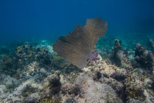 Huge coral fan in the Atlantic ocean, off the shore of Cancun