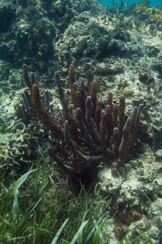 Tube coral in reef of the shore of cancun