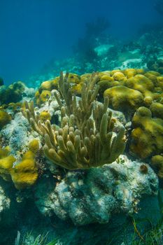 yellow coral tree with multiple branch