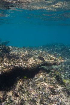 few fish swimming in a dead coral reef